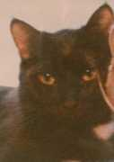 Sheeba