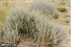 qrflora.com Sheeh
