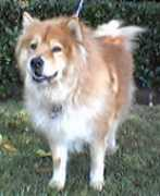 Sheeka