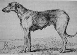 irishwolfhounds.org Sheelah