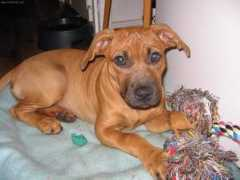 Sheella