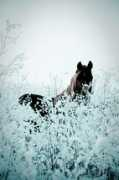Sheiby