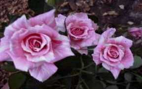 nk-rose.com Sheiku