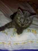 modrykocour.cz Sheini