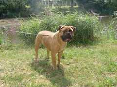 bullmahoven.nl Sheita