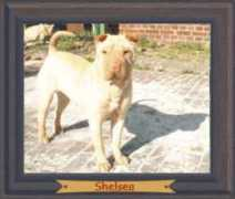 Shelsea