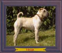 Shelsea