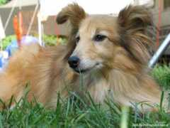 kiesler.at Sheltie