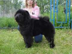 netchows.com Shemir