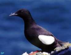 irishislands.info Shenick