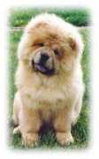 chowchow.ru Shenki