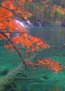 Shenqi