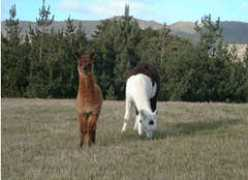 alpacasunlimited.co.nz Sheradin