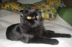fortcats52.narod.ru Sherion