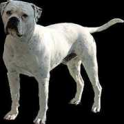 pulsardogdesign.com Shetan