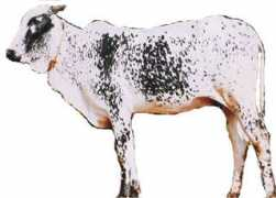 Shevera