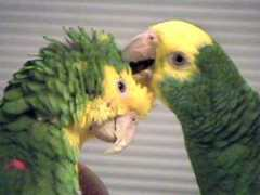 gotbirdsonline.com Shiaman
