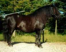 Shian