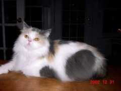 mountainvuekittens.com Shianne