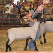auvillesheep.com Shianne