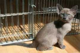 tonkinese.ch Shiara
