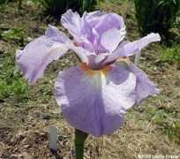 davesgarden.com Shidara