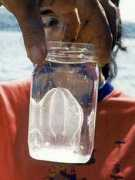 biomareweb.org Shiganova