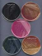 textbookofbacteriology.net Shigella