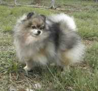 pitterpatterpoms.com Shikira