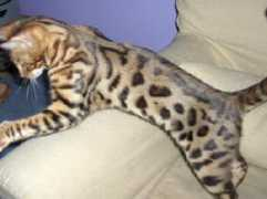 bengalkatt.no Shikora