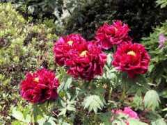botanic.jp Shikou
