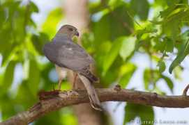 burrard-lucas.com Shikra