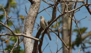 oiseaux.net Shikra