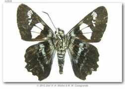 butterfliesofamerica.com Shilap