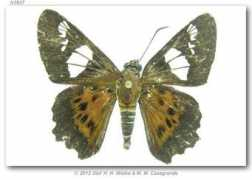 butterfliesofamerica.com Shilap