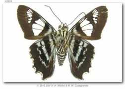 butterfliesofamerica.com Shilap