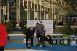american-akitas.nl Shimas
