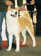 akita-poa.com.br Shimea