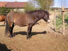 Shimor