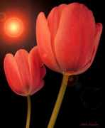 Shines