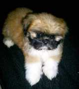 dogbreedinfo.com Shinese
