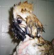 dogbreedinfo.com Shinese