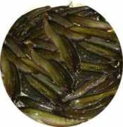 Shingh