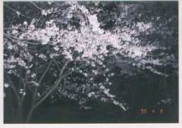 Shinhong