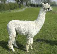 azsualpacas.com Shiningstar