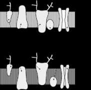 psych.lf1.cuni.cz Shinitzky