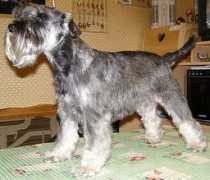 Shinnon