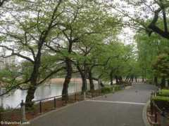 itravelnet.com Shinobazu