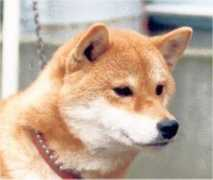 shiba-inu.nl Shinoyama
