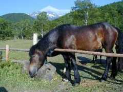 Shinshu